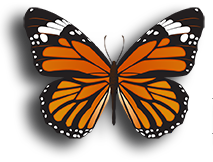 Butterfly logo